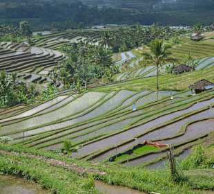 Reisfelder