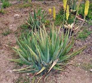 Aloe - Pflanze 