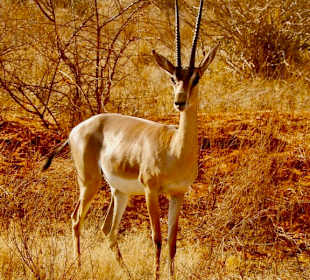 Thomson Gazelle