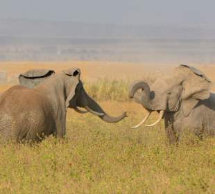 Machtkampf bei den Elefanten