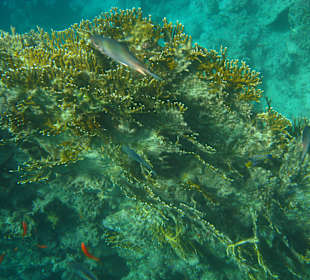 Hausriff in der Bucht