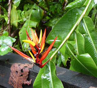 Pflanze im Rainforest