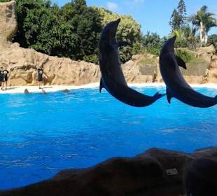 Loro Parque 11/2016