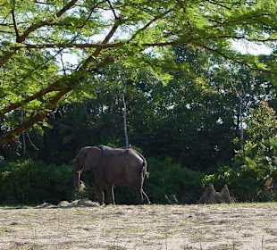 Safari im Animal Kingdom