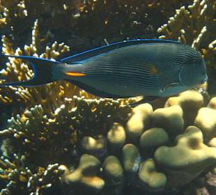 Unterwasserwelt - Doktorfisch