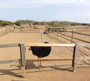 Impressionen von der Straußenfarm