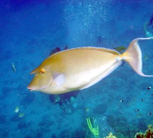 Nasendoktorfisch