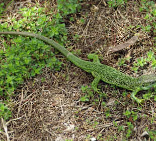 Smaragdeidechse am Monte Baldo