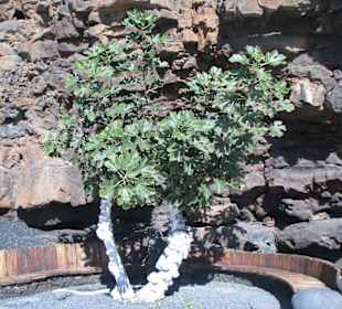 Feigenbaum im Jameo Grande