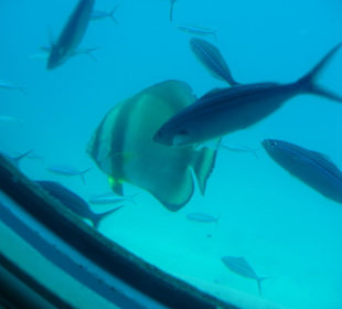 Fische
