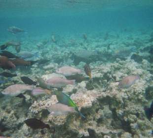 Fische im Überfluss