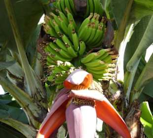 A zase banánovník