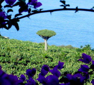 Blick auf den Drago Milenario