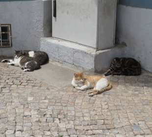 Sie liegen faul in der Sonne