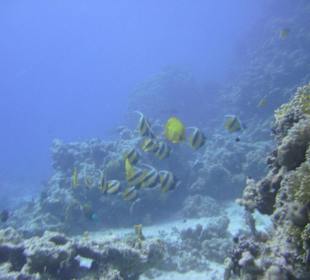 Tauchgebiet Poseidon Garden