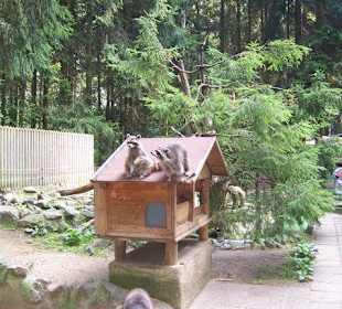Saubere Sache- die Waschbären Anlage