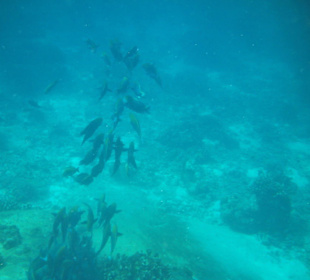 Schorcheln - Fischschwarm