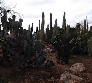 Botanicactus
