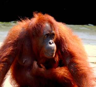 Orangutas