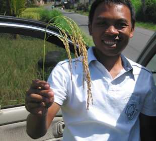 Wayan mit Reispflanze