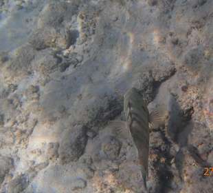 Ein neugieriger fisch