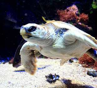  Ozeanographisches Museum Monaco