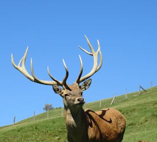 Wandern St. Ulrich am Pillersee