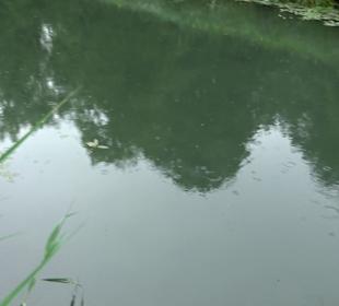 Fischlehrpfad Neu-Ulm