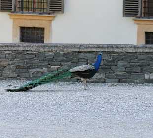 Pfau neben dem Schloss