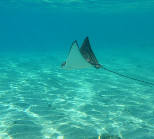 In der Bucht Adlerrochen