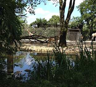 Schöne Anlage für die Giraffen