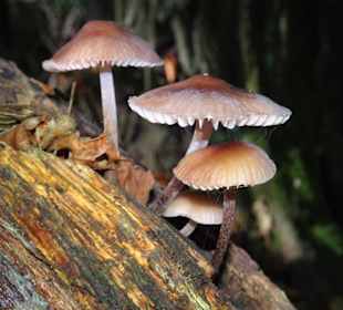 Pilze wachsen auf dem toten Holz des Urwaldes