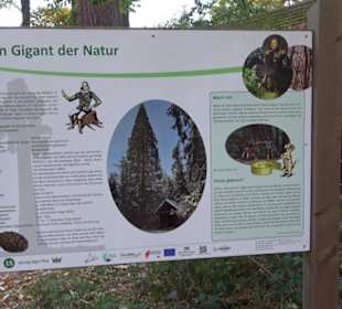 Naturdenkmal Mammutbaum