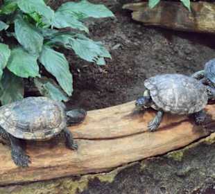 Schmuckschildkröten
