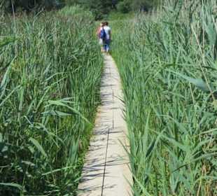Schilfweg