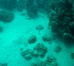 Schnorcheln Marsa Alam