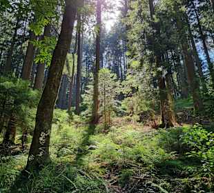 Wandern Bad Peterstal-Griesbach