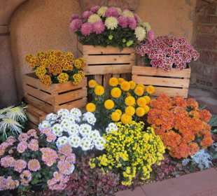 Chrysanthema Lahr