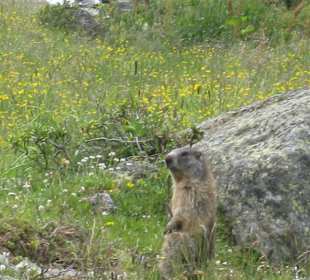 Murmeltiere im Krimmler Achental