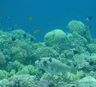 Schnorcheln am Hausriff Hotel Happy Life Village