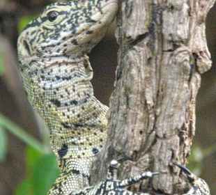 Es gibt noch viel mehr Tiere, darunter auch schöne