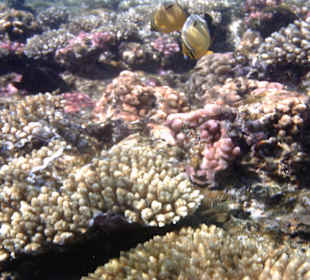Polypen-Falterfisch