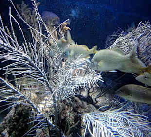 Blick in die Aquarien