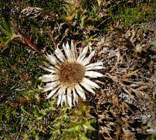 Silberdistel am Wegesrand