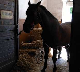 Hufe werden neu beschlagen