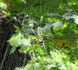 Seidenspinne