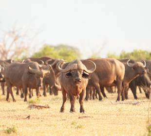Wildnis Tours and Safaris - Diani Beach
