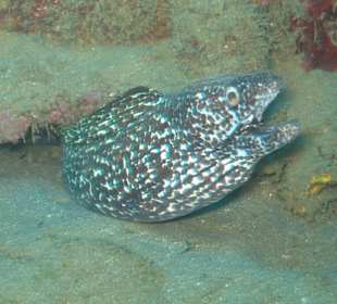 Unterwasserwelt St. Lucia/Wrack Leslie M.