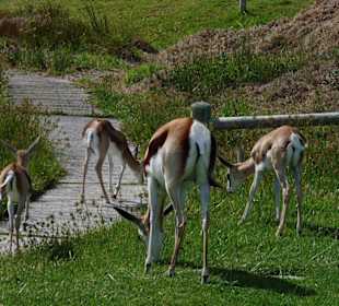 Atlantic Beach Golf Resort