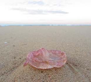An einem Abend hat es lauter Quallen angespült
